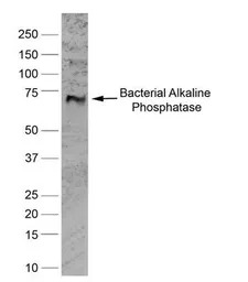 Alkaline Phosphatase antibody 