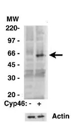CYP46A1 antibody