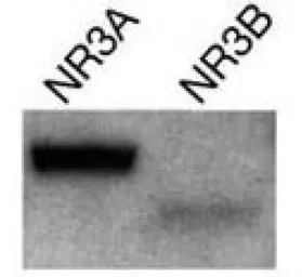 NMDAR3A + NMDAR3B antibody [K3