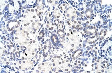 NIP7 antibody, C-term