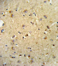 OLR1 / LOX-1 antibody, Interna