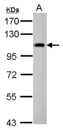 Cytospin B antibody [N3C2], In