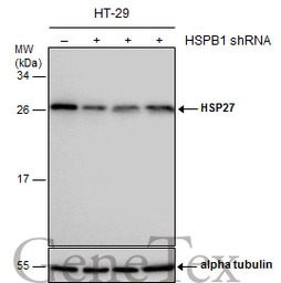 HSP27 antibody