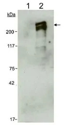 Nestin antibody [10C2]