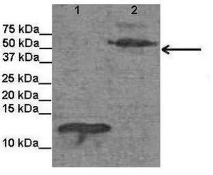 EXD antibody, C-term