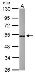 SMCR7 antibody [C1C3]