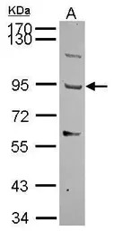 TMTSP antibody [N3C2], Interna