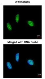RBM15 antibody [N1N3]