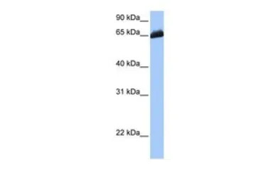 C19ORF21 antibody, C-term