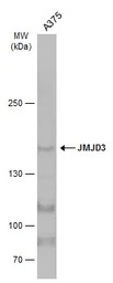 JMJD3 antibody [C2], C-term
