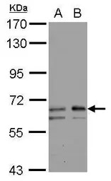 GALNT2 antibody [N3C3]