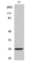 C1r (cleaved Ile464) antibody