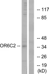 OR6C2 antibody