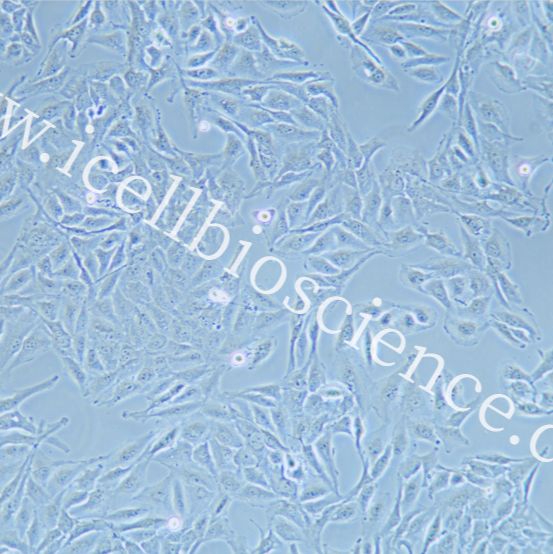 NCI-H596 人肺腺鳞癌细胞/STR鉴定