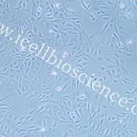 NCI-H596 人肺腺鳞癌细胞/STR鉴定