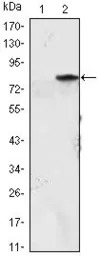 MyoD1 antibody [1C8]
