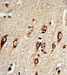 HEXA antibody, N-term