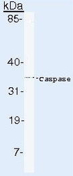 Caspase 6 antibody [3F52]