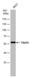 TRAF6 antibody [N2C2], Interna