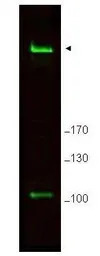 RIF1 antibody