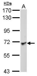 LRRC1 antibody [C1C3]