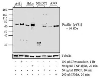 Paxillin (phospho Tyr31) antib