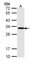 Adenylate kinase 2 antibody [N
