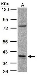 CCDC68 antibody [N2C3]