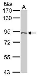 PLEKHH3 antibody [N1N2], N-ter