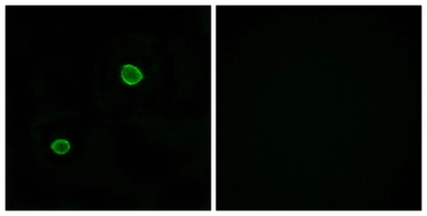 Apolipoprotein L4 antibody