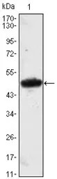 MESP1 antibody [1A3]