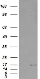 SH2D1A antibody, Internal