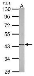 TXNL2 antibody [N2C3]