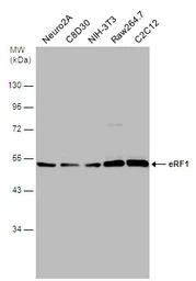 eRF1 antibody
