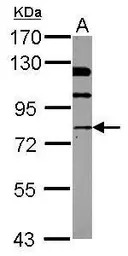NSF antibody [N3C3]
