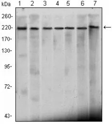 CHD3 antibody [2G4]