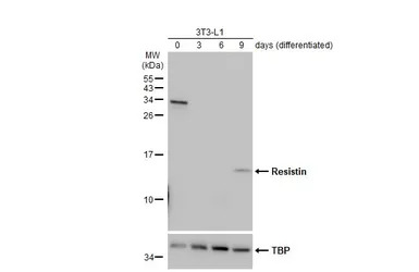 Resistin antibody [N1C3]