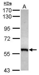 CABC1 antibody [N3C2], Interna