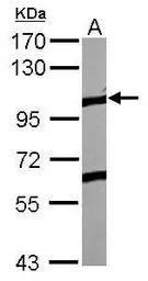 EphA4 antibody [N3C2], Interna