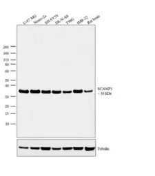 SCAMP 1 antibody