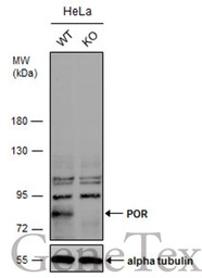 POR antibody [C2C3], C-term