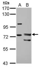 FOXP4 antibody [N1N3]