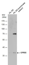 GPR55 antibody