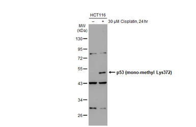p53 (mono-methyl Lys372) antib