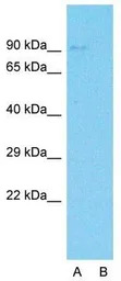 C19ORF21 antibody, C-term
