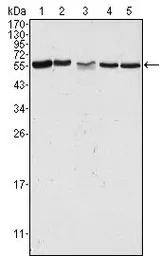 PAK2 antibody [3B5]
