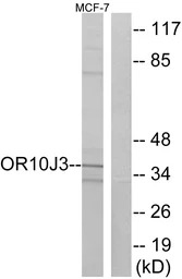 OR10J3 antibody