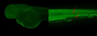 Cytokeratin 8 antibody [N1N3]