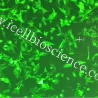 PY8119+GFP 小鼠恶性乳腺癌细胞/镜像绮点(Cellverse)