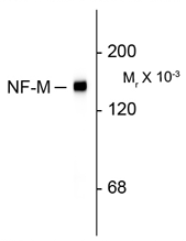 NF-M antibody [3H11]